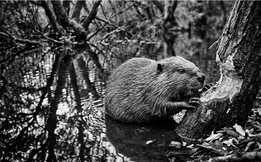 Black-and-white photograph: Eurasian beaver with a partially constructed dam, focused intently on a log in its paws. Keystone Ecological.